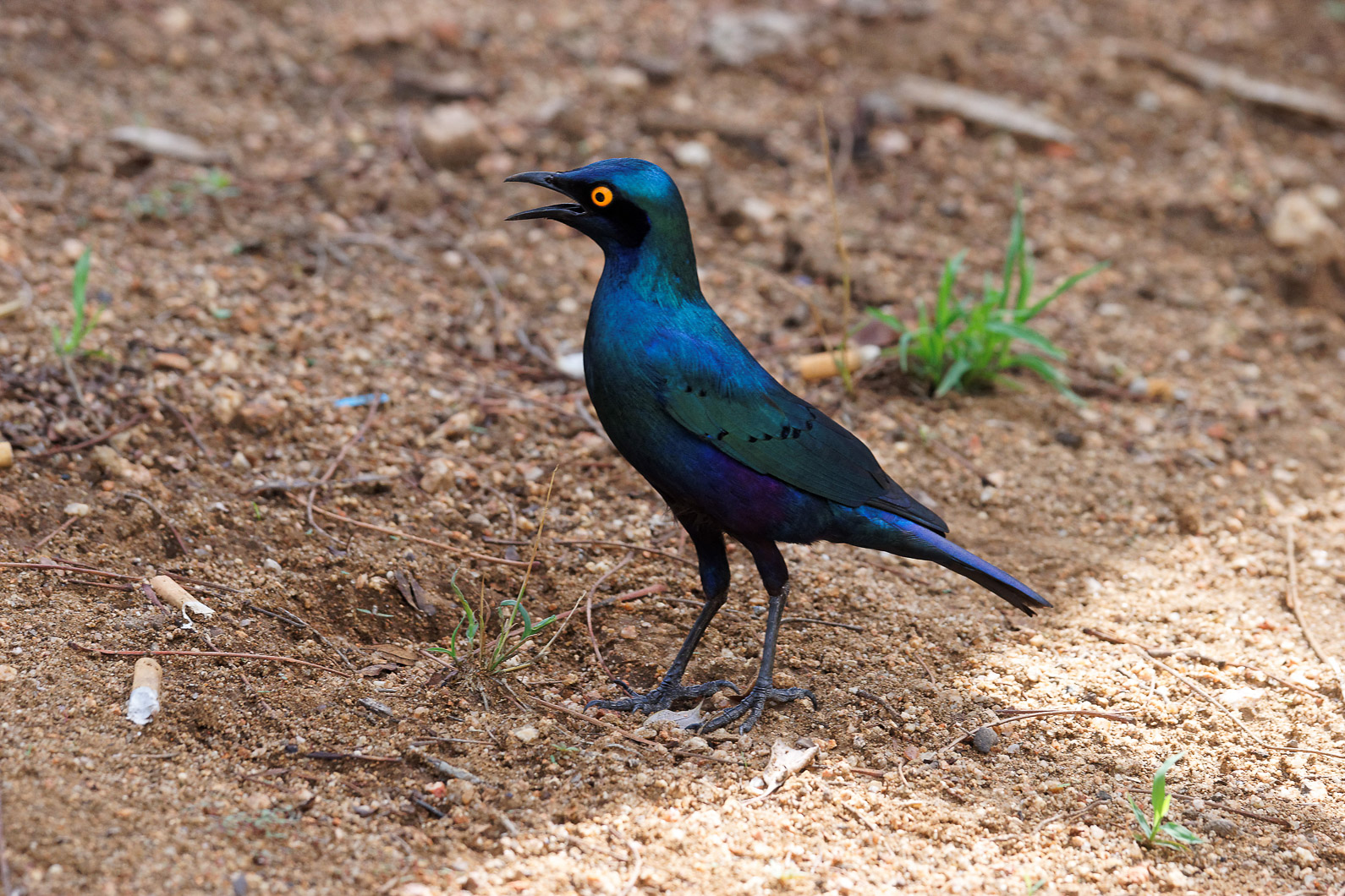 20161112 150103 Rotschulter Glanzstar